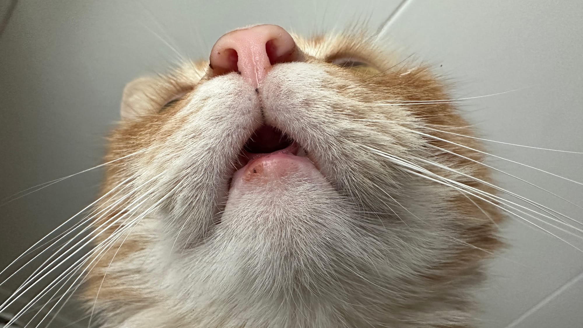 Noses and teefs